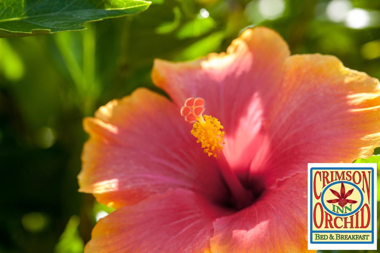 The Crimson Orchid Inn At Orchid Bay San Fernando Luaran gambar