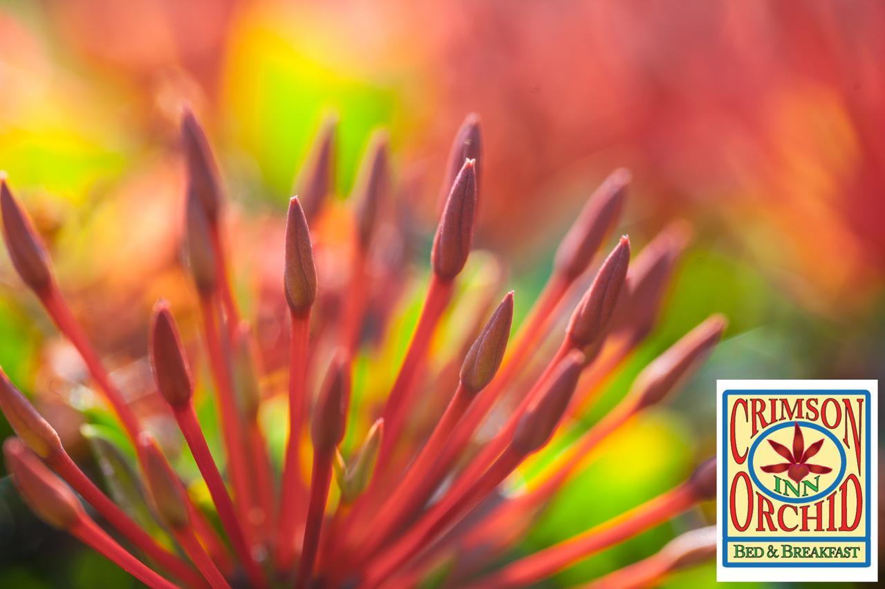 The Crimson Orchid Inn At Orchid Bay San Fernando Luaran gambar